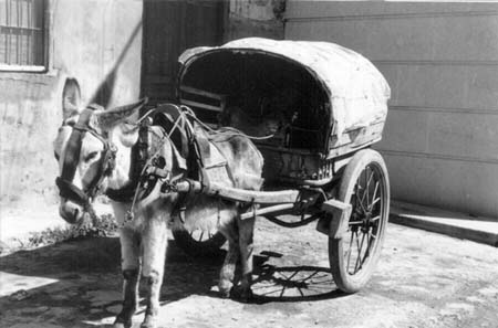 burro